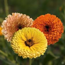 Calendula- Touch of Red Mix