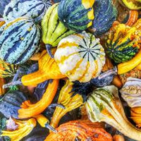 Gourd- Small Warted Mix