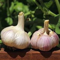 Music – Garlic Bulbs