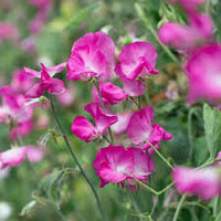 Sweetpea- Solstice Rose