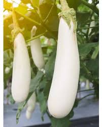 Gretel – Eggplant Seed