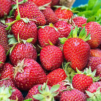 Honeoye – Strawberry Plants Seed