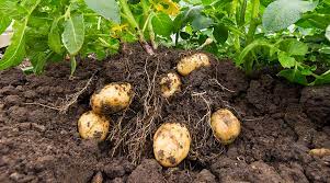 Kennebec – Organic Seed Potatoes