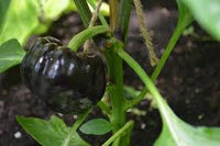 Lilo – Organic Bell Pepper Seed