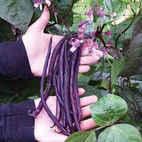 Carminat – Purple Pole Bean Seeds