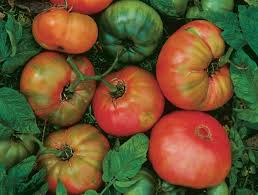 Hot Streak – Tomato Seed