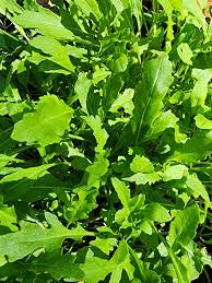 Nemesis – Wild Arugula Seed