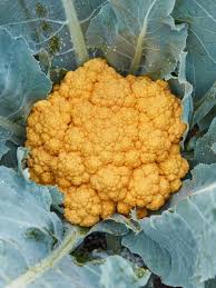 Clementine – Orange Cauliflower Seeds