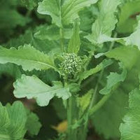Spring Raab – Broccoli Seed