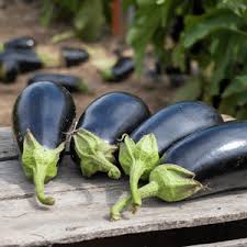 Gaudi – Organic Eggplant Seed
