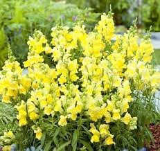 Potomac Yellow Snapdragon Seed