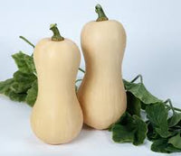 Metro PMR – Organic Butternut Squash Seed