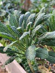 Kale Tuscan Vegetable Seeds