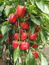 Capsicum- Californian Wonder