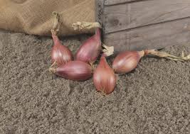 Innovator – Shallot Seed