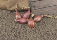 Innovator – Shallot Seed