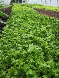 Garden Cress- Wrinkled Crinkled