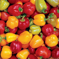 Capsicum- Mini Bell Mix