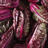 Luna Rossa – Radicchio Seed