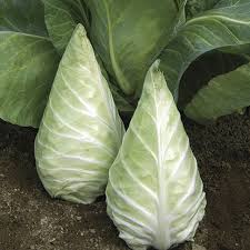 Caraflex – Cabbage Seed