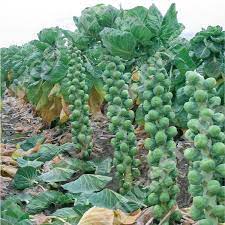 Brussel Sprout Long Island Vegetable Seeds