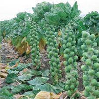Brussel Sprout Long Island Vegetable Seeds