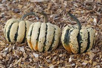 Sweet Dumpling – Delicata Squash Seed