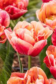 Verona Sunrise – Tulip