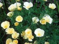 Californian Poppy- Alba