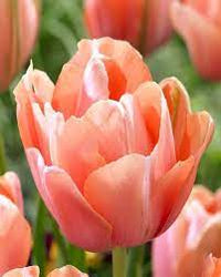 Menton Exotic – Tulip