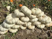 Flat Stacker – Pumpkin Seed