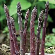 Purple Passion – Asparagus Seed