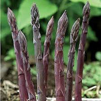 Purple Passion – Asparagus Seed