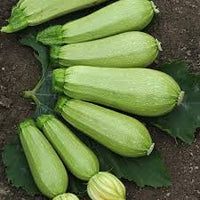 Magda – Zucchini Squash Seed