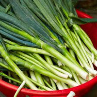 Bunching Onion- Straight Leaf