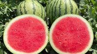 Onza – Seedless Watermelon Seed