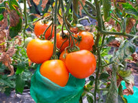 Candy Bell – Determinate Grape Tomato Seeds