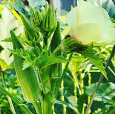 Okra- Clemson's Spineless 25g