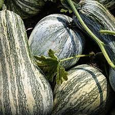 Green Striped Cushaw – Pumpkin Seed