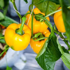 Capsicum- Golden Californian Wonder