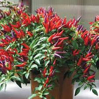 Sangria Hybrid Ornamental Pepper Seeds