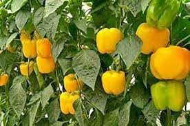 Capsicum Yellow Imported Vegetable Seeds
