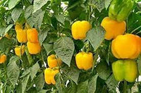 Capsicum Yellow Imported Vegetable Seeds