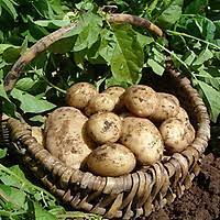 Potato Grow Bag
