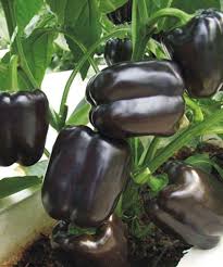 Chocolate Black Pepper 4 Seasons Pepper Garden Terrace Potted Ve