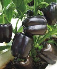 Chocolate Black Pepper 4 Seasons Pepper Garden Terrace Potted Ve