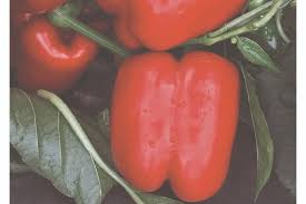 Sonoma – Bell Pepper Seed