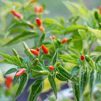 Chilli Hybrid Vasudha Vegetable Seeds