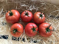 Enroza – Organic Tomato Seed