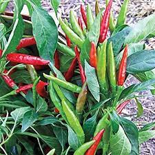 Chilly Red Organic Vegetable Seeds
